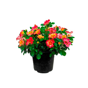 2011英国Bull's Eye公牛时尚别致巴比伦你的眼睛靶心多花耐寒热花