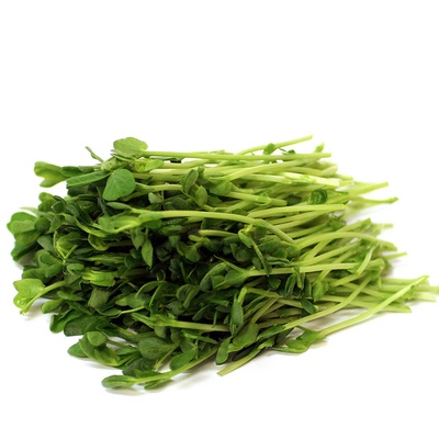 蔬菜香椿种植萝卜四季空心菜