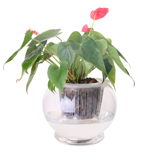 玻璃花盆红掌水培植物器皿创意北欧透明大号圆形铜钱草绿萝花瓶