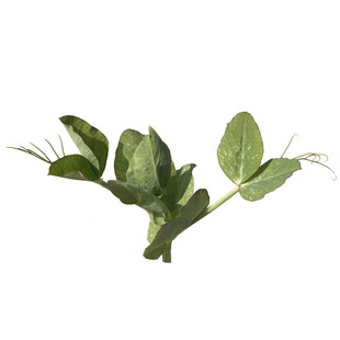 京东顺丰包邮晓玲农场现摘新鲜豌豆头豌豆苗安豆苗豌豆尖龙须菜