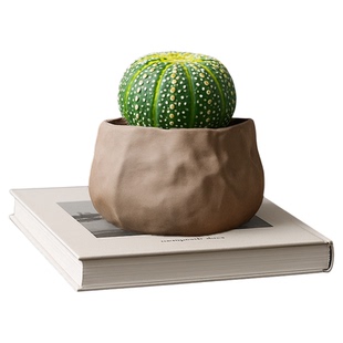 仙人球室内小盆栽实生红太阳万重山仙人掌多肉植物幼儿园礼物绿植