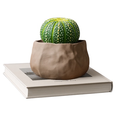 仙人球室内小盆栽实生红太阳万重山仙人掌多肉植物幼儿园礼物绿植