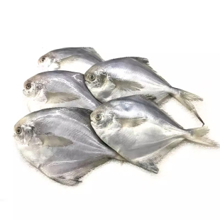 丹东野生银鲳鱼冰鲜发货深海新鲜海鲜深海白鲳平鱼昌鱼新鲜海捕