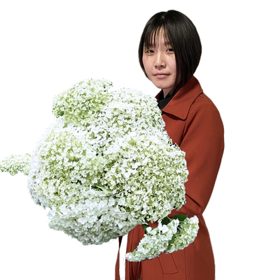 无敌贝拉安娜大花绣球乔木绣球