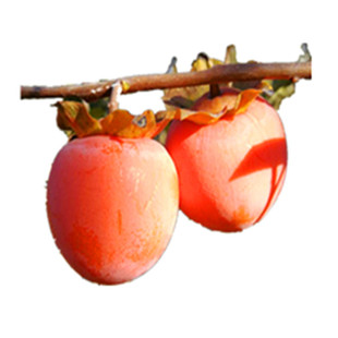 （不包活）太秋甜柿子丽玉甜柿子灰太狼甜柿子阳丰水果柿子南北方