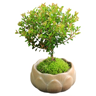 小叶赤楠盆栽水培苔藓球迷你小盆景植物室内办公室桌面摆件绿植