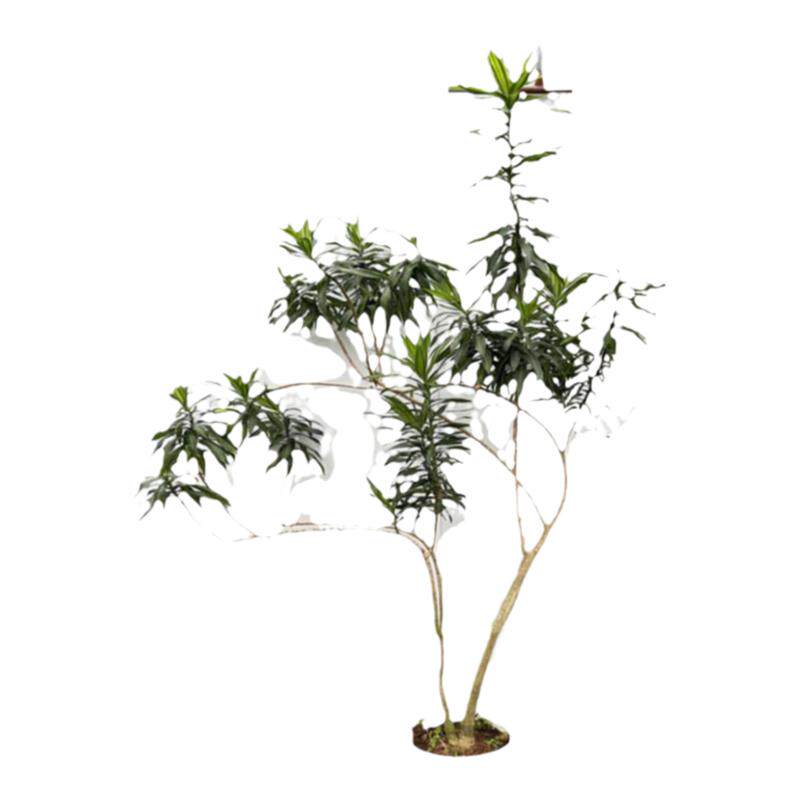 网红植物美观观叶高档室内
