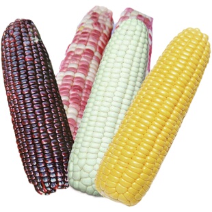 牛奶香甜加糯水果玉米种孑彩甜糯黑糯早熟大田非转基因玉米种子籽
