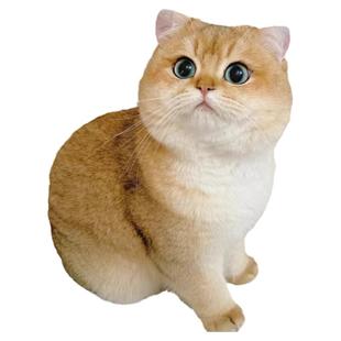 金渐层幼猫英短纯种赛级蓝金矮脚血统包子脸活体长毛宠物猫咪幼崽
