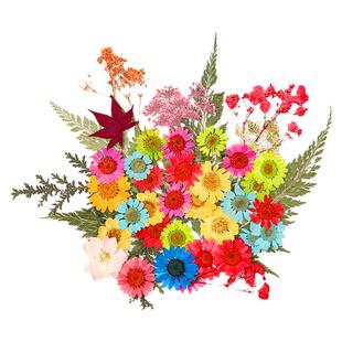 DIY押花混合干花树叶包亲子手工滴胶干花材料包压花标本真花植物