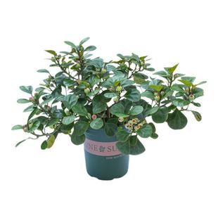 菩提树盆栽带果大棵大号老桩苗室内阳台室外庭院观果绿植花卉植物