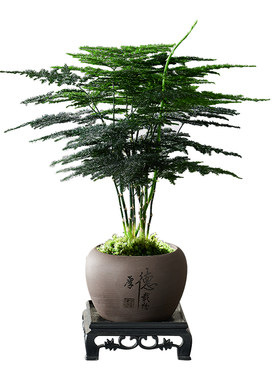 文竹盆栽植物室内花卉盆景客厅办公室桌面小绿植好养云竹净化空气