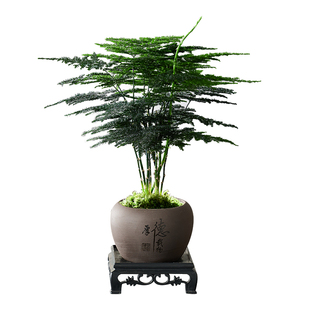 文竹盆栽植物室内花卉盆景客厅办公室桌面小绿植好养云竹净化空气