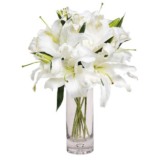 白百合鲜花水养居家插花办公室花束新鲜顺丰包邮北京同城支持闪送