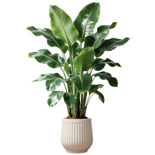 天堂鸟客厅绿植室内办公室大型植物盆栽高级感落地大号好养真花