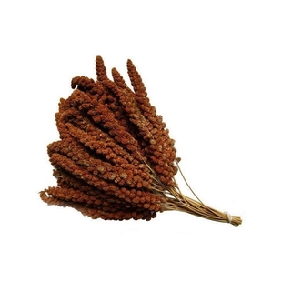 红谷穗谷子穗小米穗黄谷穗麦穗鹦鹉谷穗仓鼠零食造景装饰新谷穗