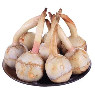 广西黑皮甘蔗苗种黄皮白玉特甜甘蔗种苗带芽种植苗黄金甘蔗苗种子