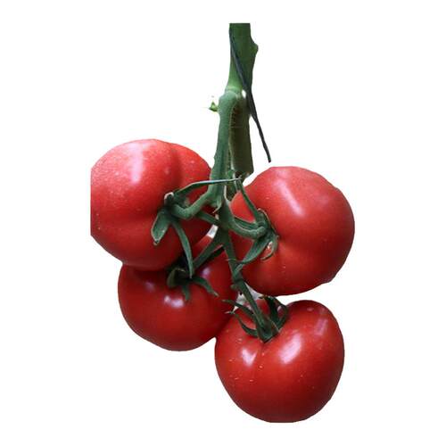 石头番茄种子苗大红西红柿种籽大果秧苗蔬菜孑越夏大棚种植