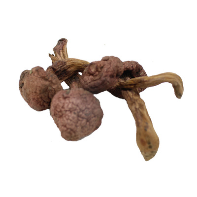 东北特产红蘑菇红菇鸡血肉蘑炖鸡