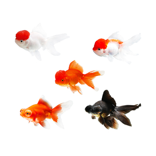 金鱼活鱼观赏鱼活体小金鱼冷水鱼好养耐活金鱼苗淡水鱼宠物鱼大型