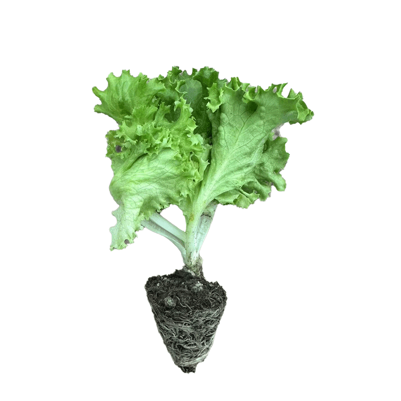 生菜苗带土四季生菜苗子盆栽
