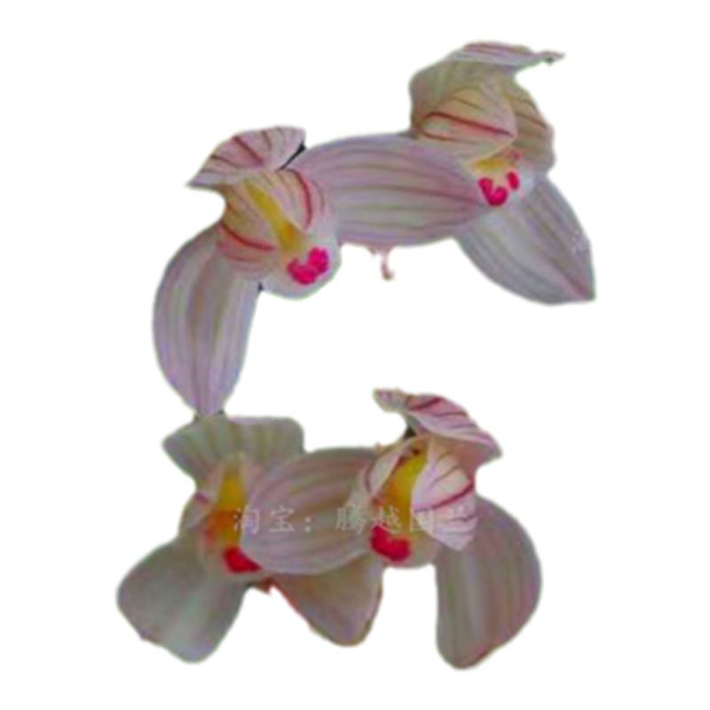 莲瓣兰荷之冠石鼓大雪素兰花浓香好养清雅室内客厅庭院桌面花卉