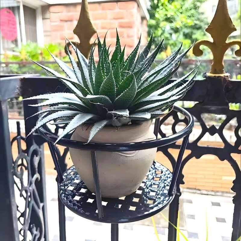 挂篮花盆阳台铁艺半壁挂植物绿萝盆吊兰悬挂多肉加厚耐用创意个性