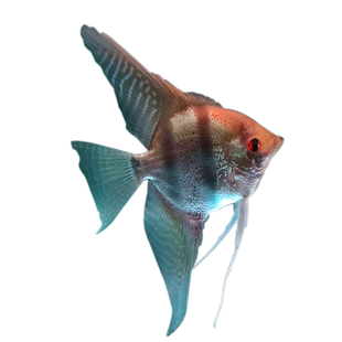 喷点秘鲁马纳卡普鲁红背埃及神仙鱼人工鱼热带鱼观赏鱼活体鱼淡水