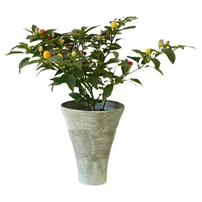 苹果彩椒节日氛围寓意好盆栽