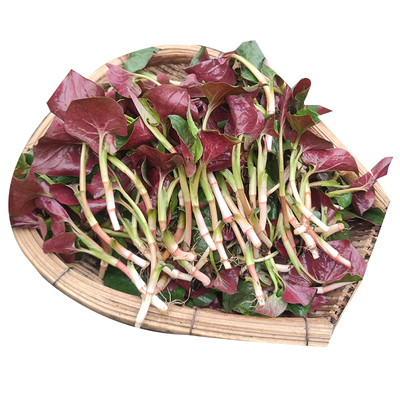 四川新鲜鱼腥草叶子现摘折耳根鱼嫩根嫩叶当季时令蔬菜凉拌猪鼻孔