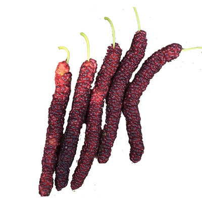 台湾长果桑桑果苗桑葚苗桑果树苗果桑紫金蜜桑桑树四季阳台盆栽