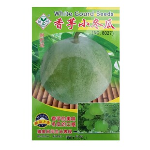 搭架高产老品种圆香芋冬瓜种子大全春夏秋季特大白皮粉皮冬瓜种籽