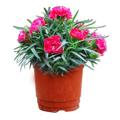 康乃馨种子混色花卉四季