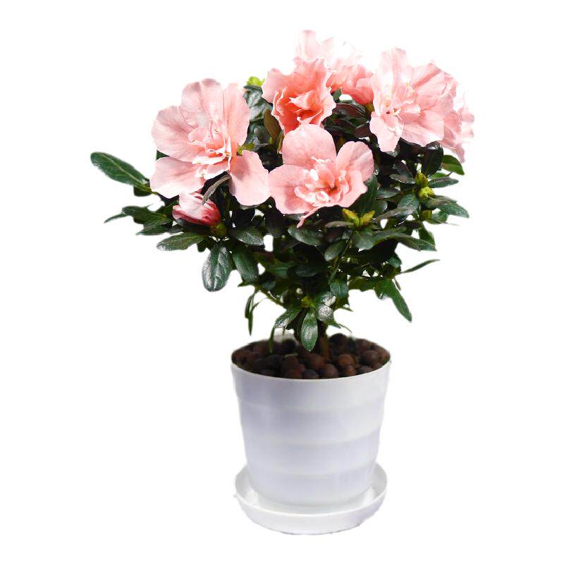 杜鹃花开花植物阳台盆栽绿色花园