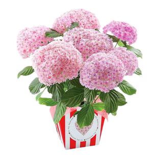 绣球花苗老桩15年大苗老根八仙花无尽夏庭院阳台耐寒好养植物花卉