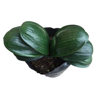 精品君子兰圆头和尚小苗短叶宽叶元宝君子兰室内客厅植物花卉盆栽