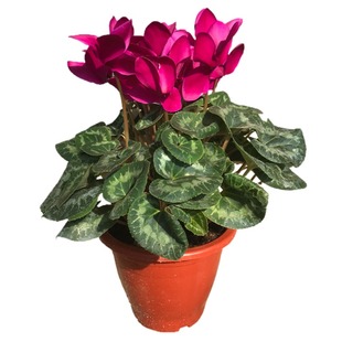 进口F1代大盆仙客来盆栽花卉整盆带花发货多色可选花期长室内好养