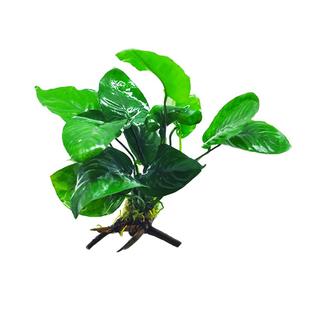 水榕水草沉木植物真草造景阴性养鱼淡水鱼缸绿植懒人新手细叶铁草