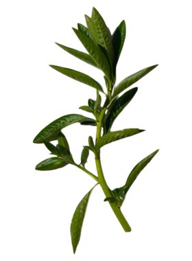 黄花水龙过塘蛇水草水培水生植物过江龙池塘净化水质养鱼虾造景