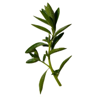 黄花水龙过塘蛇水草水培水生植物过江龙池塘净化水质养鱼虾造景
