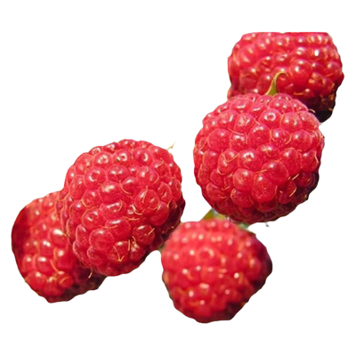 树莓苗双季覆盆子种植盆栽地栽