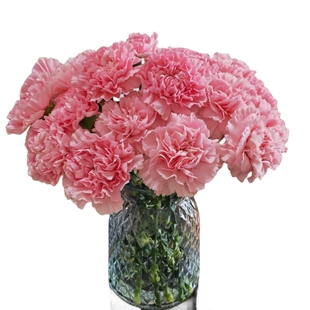 康乃馨鲜花批发花束云南基地直发水培鲜切花母亲节礼物家用插花卉