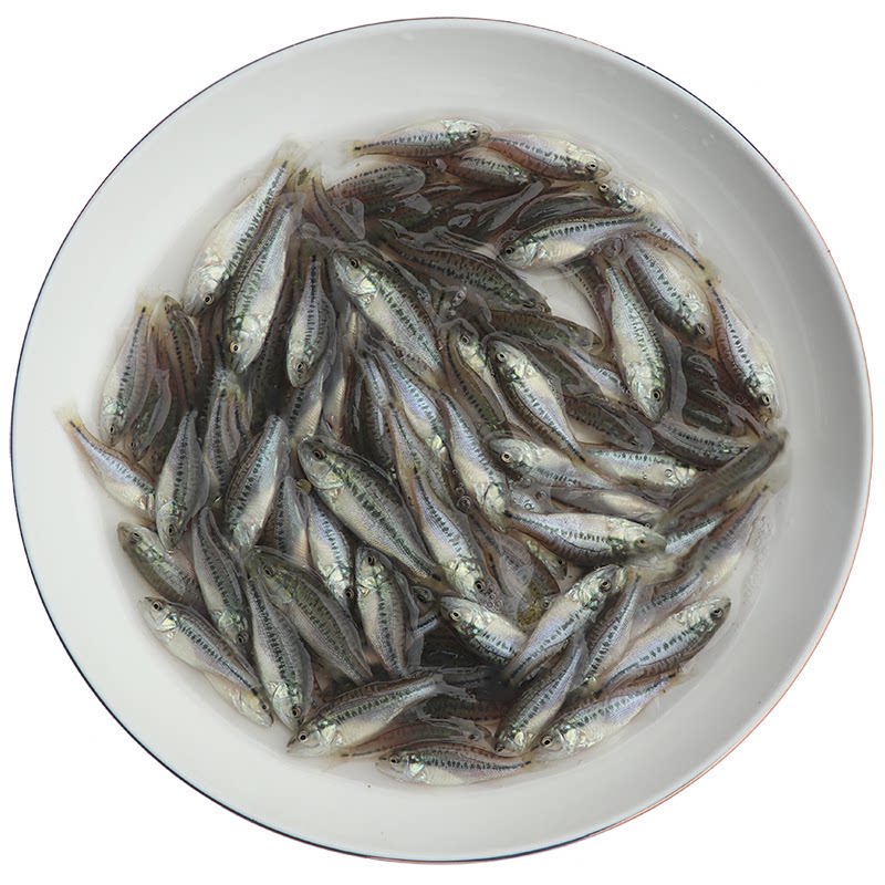 加州鲈鱼苗淡水卢鱼观赏鱼猛鱼