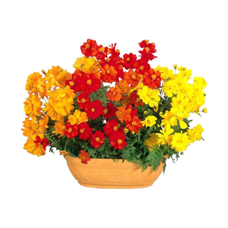 硫华菊种子波斯菊黄秋英硫化菊种籽四季播种开花易种活耐贫瘠花籽