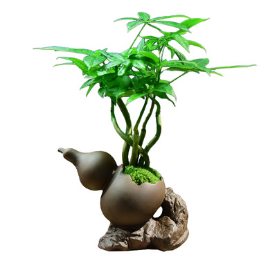 发财树盆栽室内盆景绿植客厅桌面四季常青好养乔迁装饰植物摆件