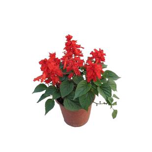 一串红种子花卉  室外花草  四季易种室内阳台盆栽花卉植物花籽