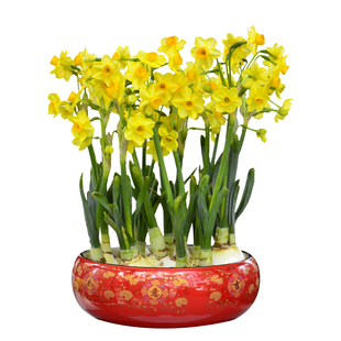 【金水仙 大球】正宗漳州水仙花种球黄金水仙矮壮型清香多花盆栽