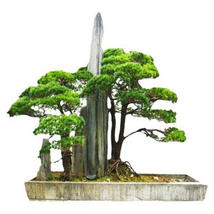 红松松子树五针松红松树苗坚果结果松树苗果松苗四季青红松树苗