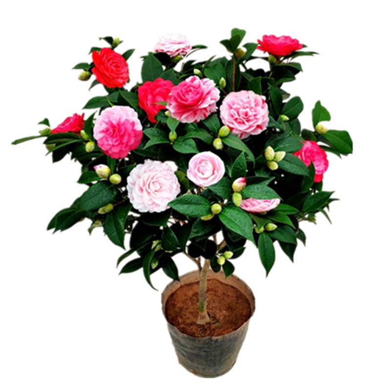五色赤丹茶花盆栽树苗带花苞室内花卉阳台苗好养绿植四季长青精选