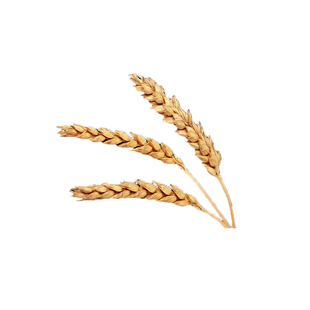 优质强筋冬小麦种子高产小麦济麦22山东农科院育矮秆抗倒大穗原种